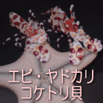 エビ・ヤドカリ・コケトリカイ