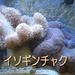 ハタゴイソギンチャク