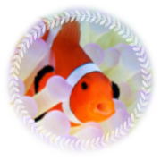 カクレクマノミのイメージ