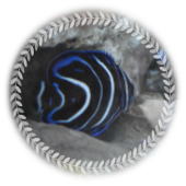 タテジマキンチャクダイ幼魚イメージ