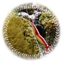 スカンクシュリンプのイメージ