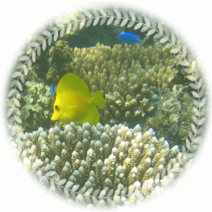 キイロハギのイメージ