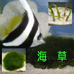海草
