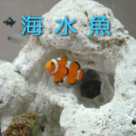 海水魚
