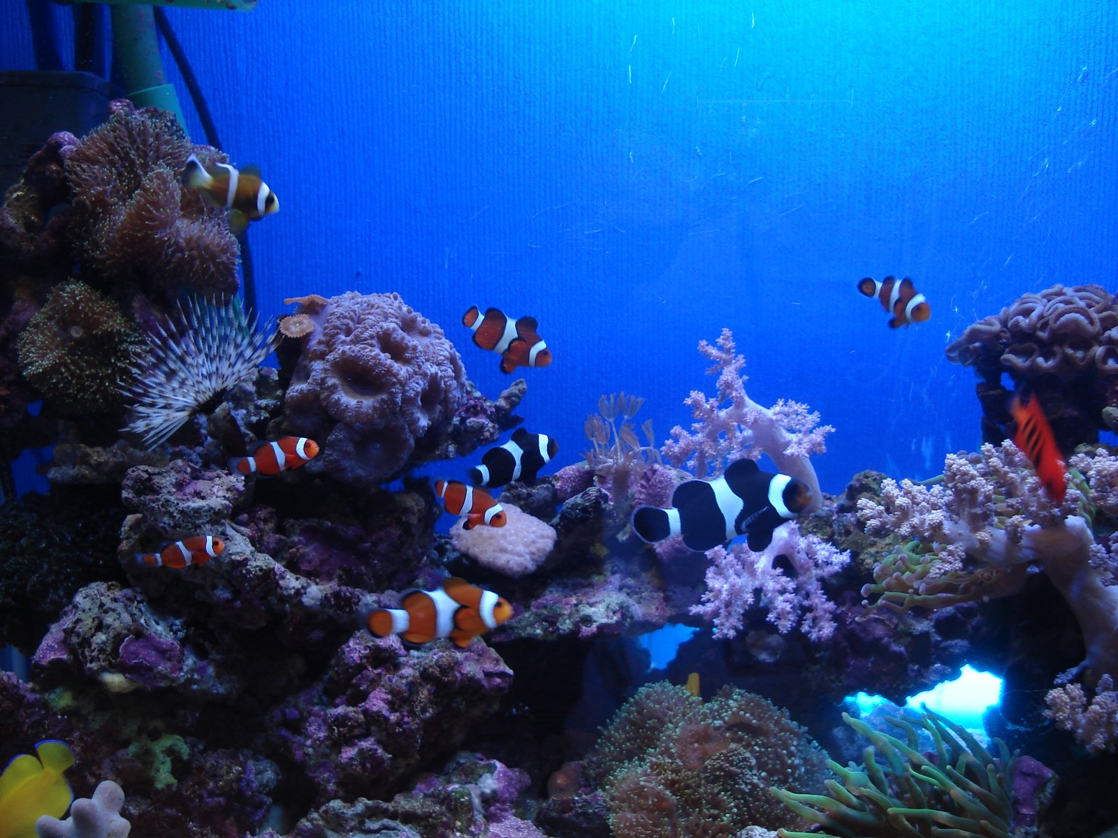 海水魚とサンゴの水槽