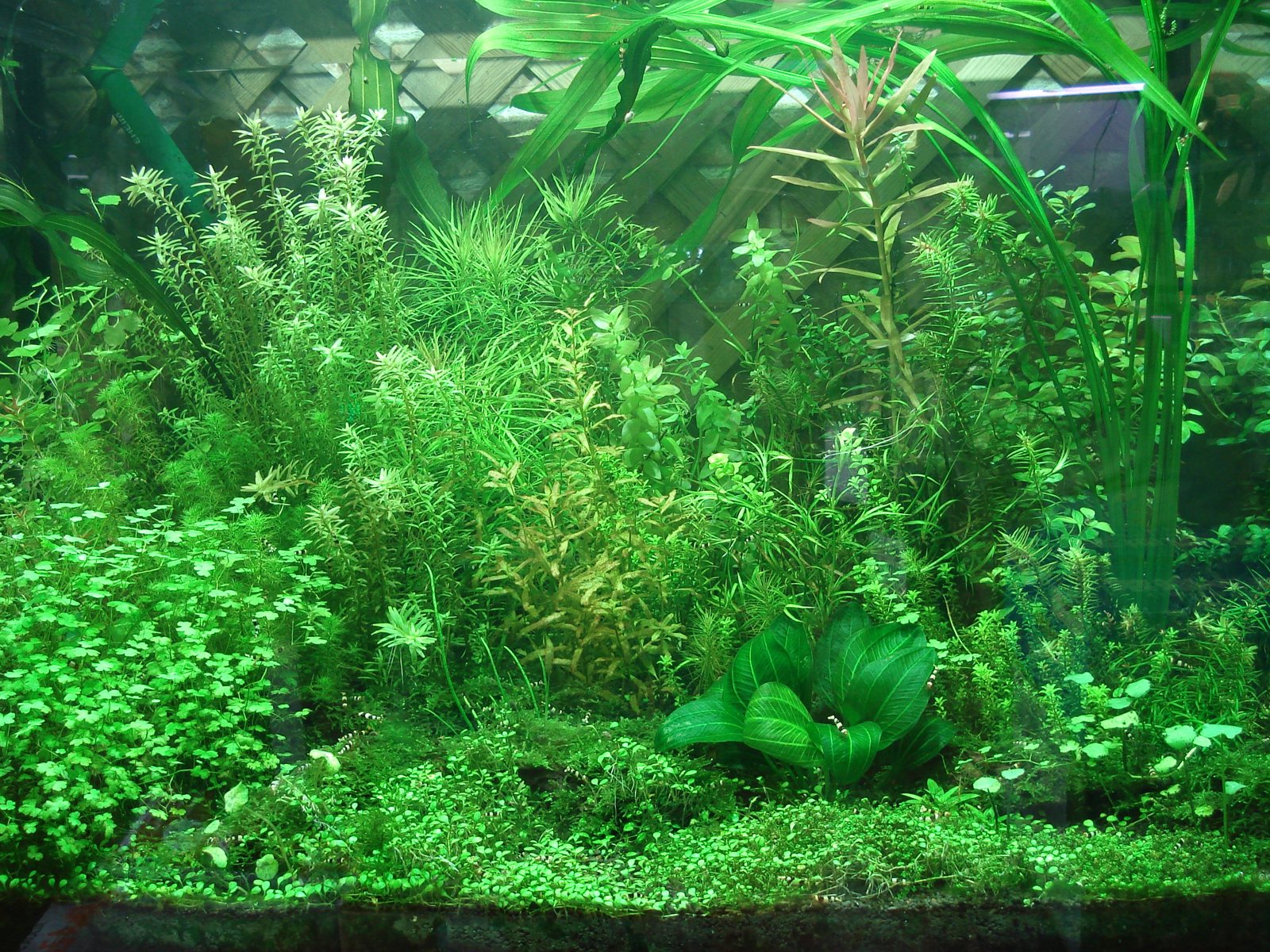 水草と熱帯魚の淡水水槽